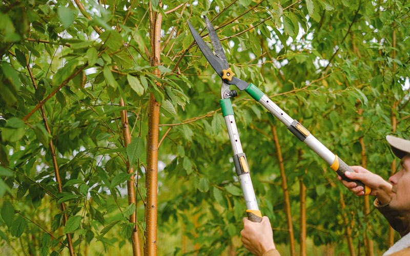 Tree trimming in Poteau, OK
